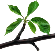 Green Leaves Free PNG Image Download 35