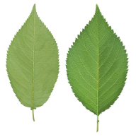 Green Leaves Free PNG Image Download 37