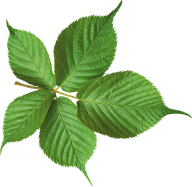 Green Leaves Free PNG Image Download 38