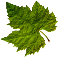 Green Leaves Free PNG Image Download 47
