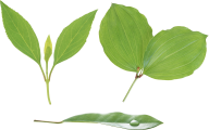 Green Leaves Free PNG Image Download 48