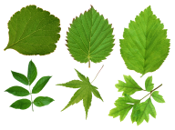 Green Leaves Free PNG Image Download 49