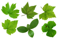Green Leaves Free PNG Image Download 5