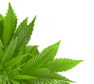 Green Leaves Free PNG Image Download 56