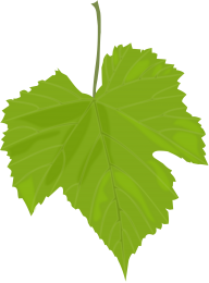 Green Leaves Free PNG Image Download 57
