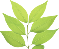 Green Leaves Free PNG Image Download 6