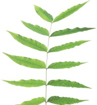 Green Leaves Free PNG Image Download 60