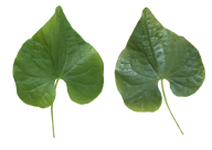 Green Leaves Free PNG Image Download 61