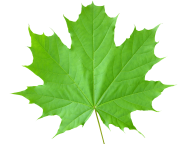 Green Leaves Free PNG Image Download 63