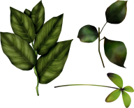 Green Leaves Free PNG Image Download 7