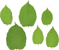 Green Leaves Free PNG Image Download 8
