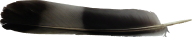 Grey Feather Png