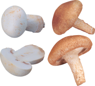 grown & cutted mushroom free download png