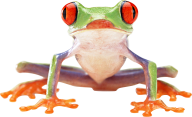 hd frog png