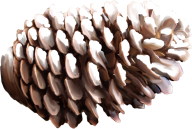 HD Pine Cone Png