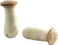 head cuted mushroom free download png