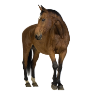 Horse PNG Free Image Download 1