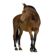 Horse PNG Free Image Download 17