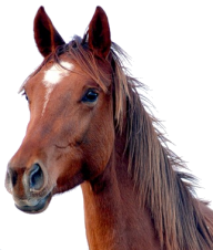 Horse PNG Free Image Download 2