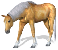 Horse PNG Free Image Download 20