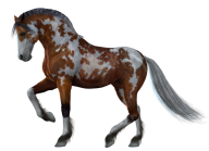 Horse PNG Free Image Download 24