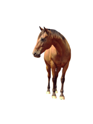Horse PNG Free Image Download 26