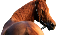 Horse PNG Free Image Download 27