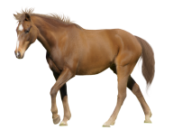Horse PNG Free Image Download 28