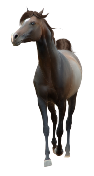 Horse PNG Free Image Download 29
