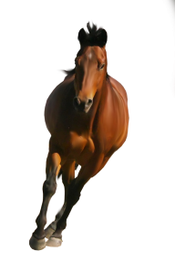 Horse PNG Free Image Download 30