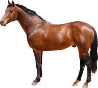 Horse PNG Free Image Download 40