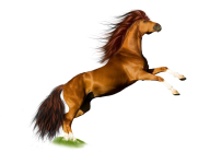 Horse PNG Free Image Download 48