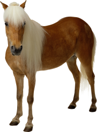 Horse PNG Free Image Download 5