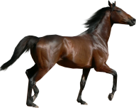 Horse PNG Free Image Download 6