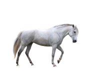 Horse PNG Free Image Download 61