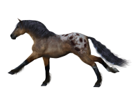 Horse PNG Free Image Download 63