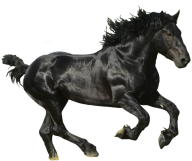 Horse PNG Free Image Download 8