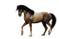 Horse PNG Free Image Download 9