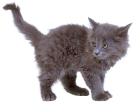 Kitten Png