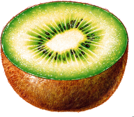 Kiwi PNG Free Download 1