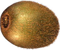 Kiwi PNG Free Download 5