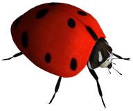 Lady bug PNG Free Download 1