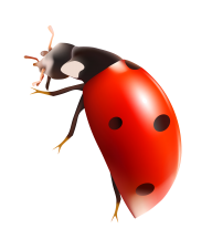 Lady bug PNG Free Download 10