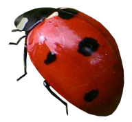 Lady bug PNG Free Download 2