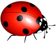 Lady bug PNG Free Download 4