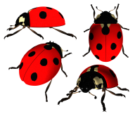 Lady bug PNG Free Download 5