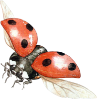 Lady bug PNG Free Download 6