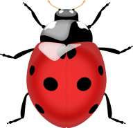 Lady bug PNG Free Download 7