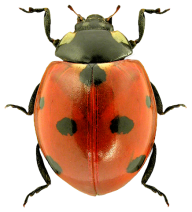 Lady bug PNG Free Download 9