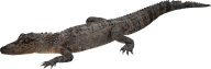Lean Crocodile Png